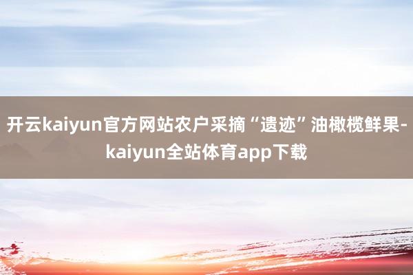 开云kaiyun官方网站农户采摘“遗迹”油橄榄鲜果-kaiyun全站体育app下载